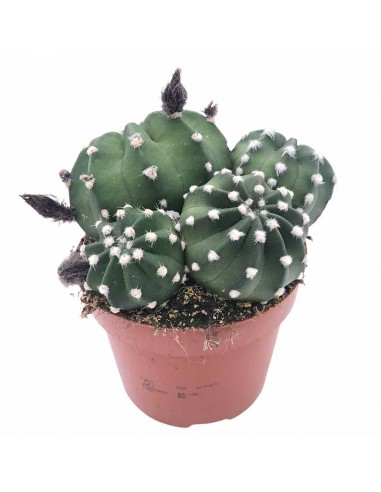 CACTUS ECHINOPSIS DENUDATUM Diametro vaso 12 cm