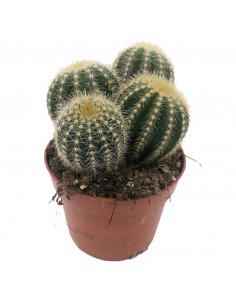 CACTUS NOTOCACTUS WARASSI DOPPIO vaso 12 cm