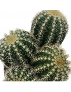 CACTUS NOTOCACTUS WARASSI DOPPIO vaso 12 cm 2