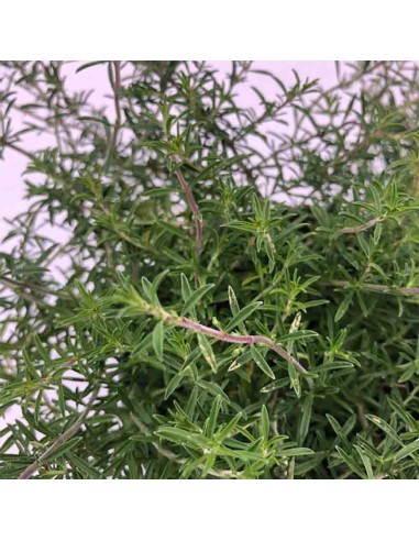 SANTOREGGIA MONTANA Diametro vaso 14 cm