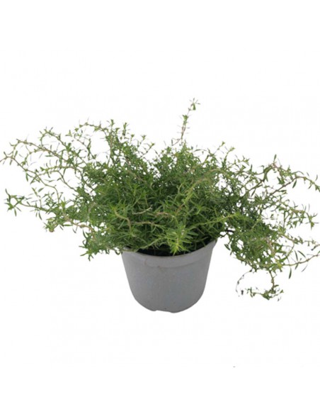 SANTOREGGIA MONTANA Diametro vaso 14 cm