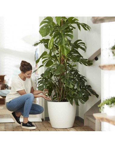 VASO CON RUOTE BRUSSELS BIANCO - ELHO