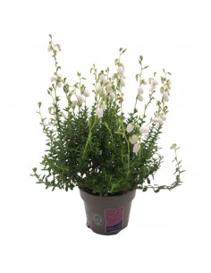 DABOECIA CANTABRICA - WHITE diametro vaso 11 cm
