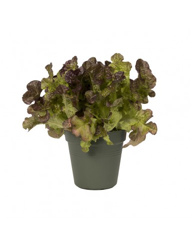 VASO DA COLTIVAZIONE GREEN BASICS - COLORE VERDE