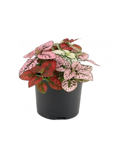 HYPOESTES PHYLLOSTACHYA Mix Diametro vaso 8,5 cm