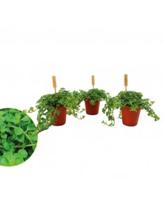 PILEA DEPRESSA Diametro vaso cm 5.5