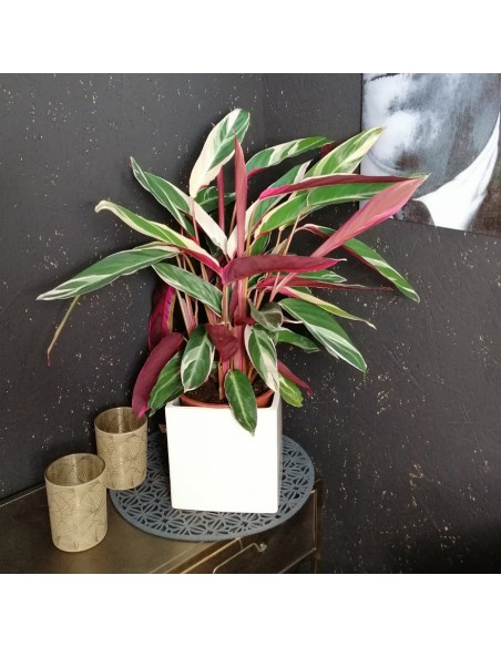CALATHEA TRIOSTAR (STROMANTHE) diametro vaso 19 cm