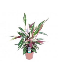 CALATHEA TRIOSTAR (STROMANTHE) diametro vaso 19 cm 2