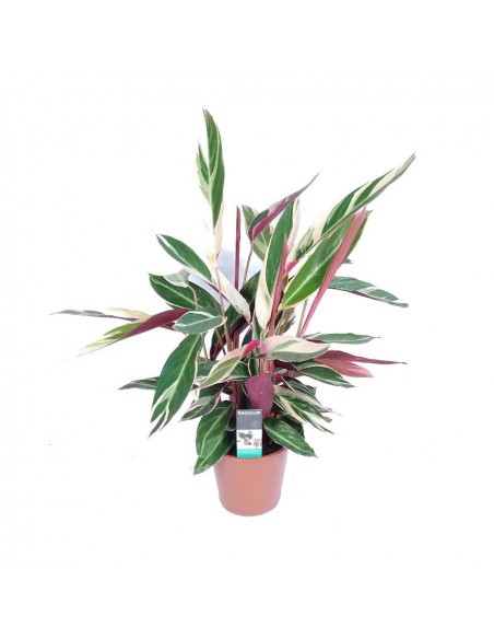CALATHEA TRIOSTAR (STROMANTHE) diametro vaso 19 cm
