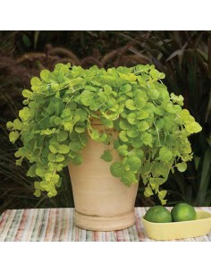 LYSIMACHIA NUMMULARIA 'GOLDILOCKS' vaso 12 cm