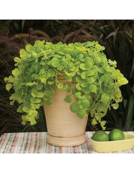 LYSIMACHIA NUMMULARIA 'GOLDILOCKS' vaso 12 cm