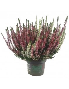 ERICA CALLUNA VULGARIS BEAUTY LADY TRE COLORI