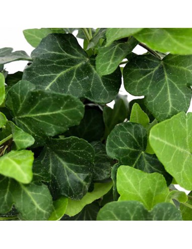 EDERA WONDER Dimensione vaso 9 cm