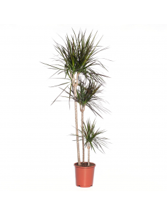 DRACAENA MARGINATA MAGENTA diametro vaso 24 cm Altezza 150 cm