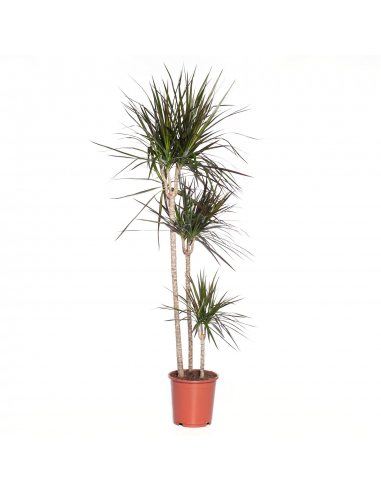 DRACAENA MARGINATA MAGENTA diametro vaso 24 cm Altezza 150 cm