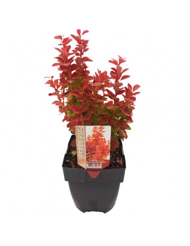 BERBERIS "ORANGE ICEE" diametro vaso 17 cm