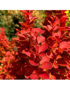 BERBERIS "ORANGE ICEE" diametro vaso 17 cm 2