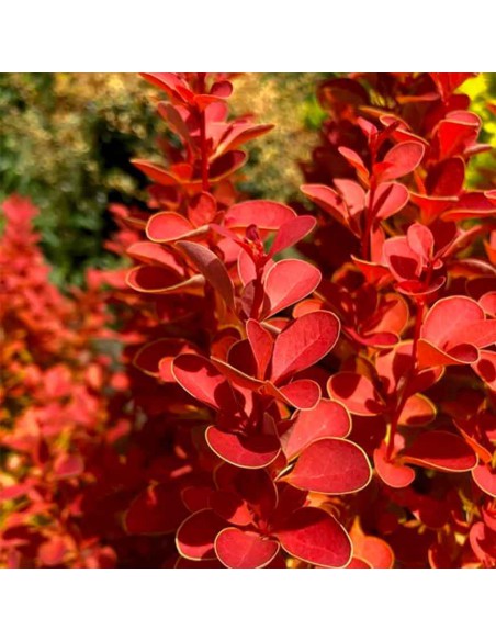 BERBERIS "ORANGE ICEE" diametro vaso 17 cm
