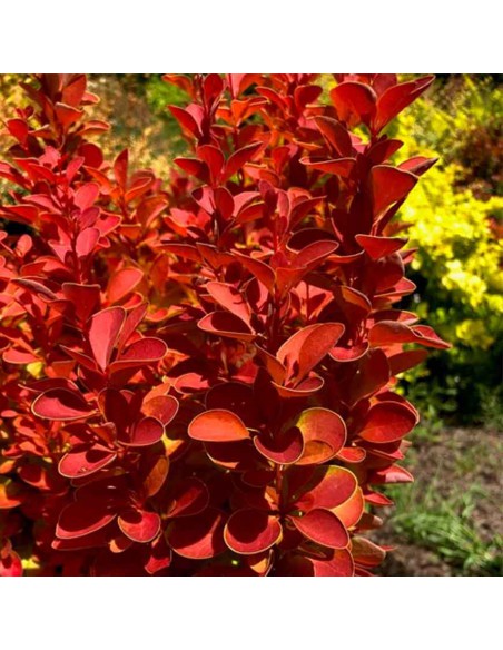 BERBERIS "ORANGE ICEE" diametro vaso 17 cm