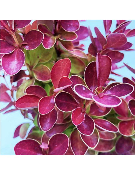 BERBERIS "ORANGE ICEE" diametro vaso 17 cm