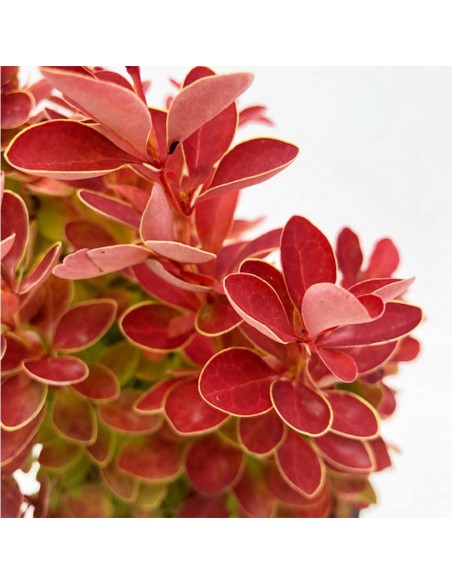 BERBERIS "ORANGE ICEE" diametro vaso 17 cm