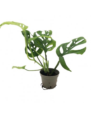 MONSTERA OBLIQUA MONKEY MASK MINI  diametro vaso 5,5 cm