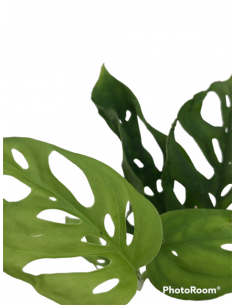MONSTERA OBLIQUA MONKEY MASK MINI  diametro vaso 5,5 cm 2