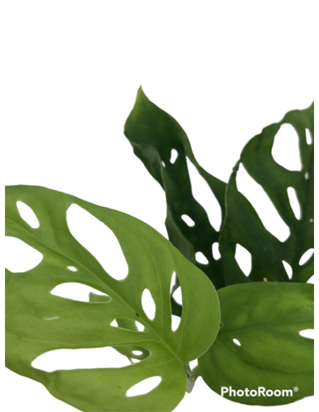 MONSTERA OBLIQUA MONKEY MASK MINI  diametro vaso 5,5 cm