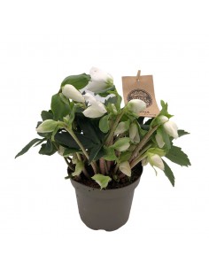 HELLEBORUS NIGER "CHRISTMAS CAROL" diam. vaso 12 cm 2