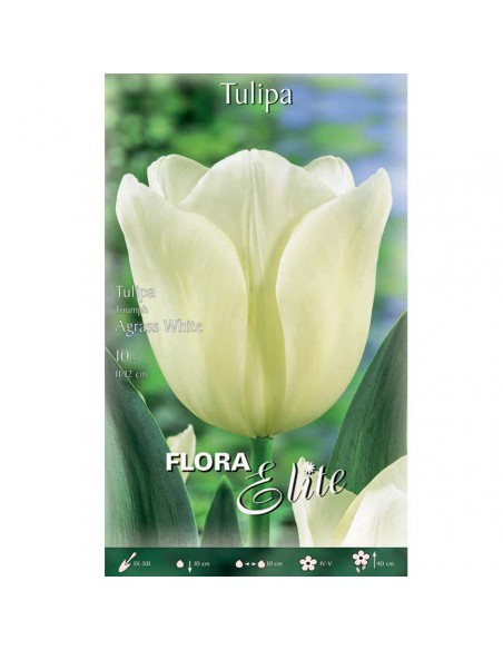 TULIPANO "AGRASS WHITE"  (triumph) 10 BULBI