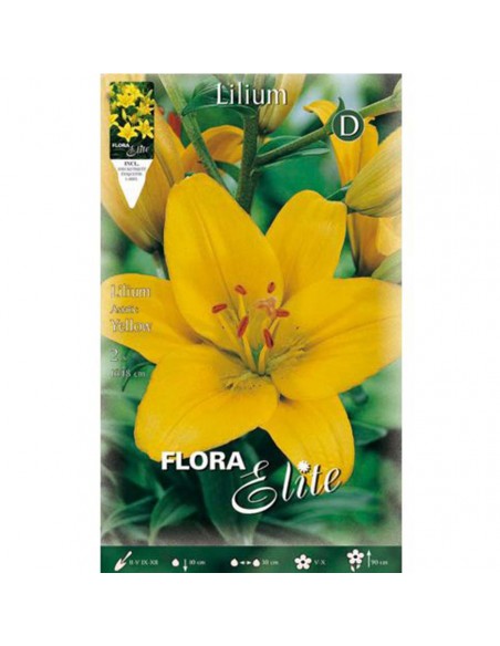 Giglio LILIUM YELLOW "asiatico" (confezione da 2 bulbi)