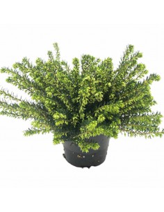 ERICA CALLUNA 'DARLEYENSIS' BIANCA diametro vaso 12 cm