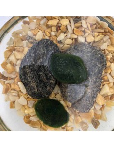 MARIMO Diametro 13 Cm Altezza 25 Cm 2