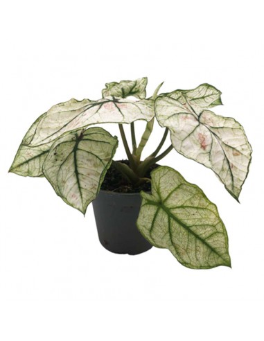 CALADIUM KELLY diametro vaso 6 cm