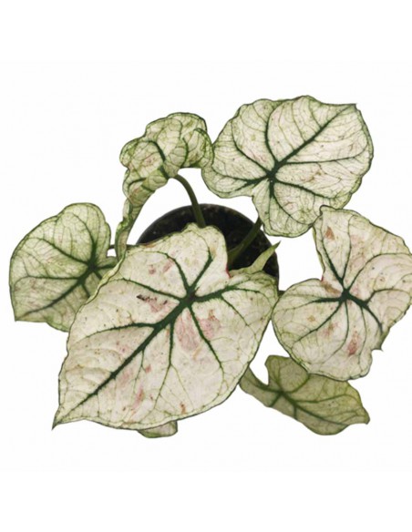 CALADIUM KELLY diametro vaso 6 cm