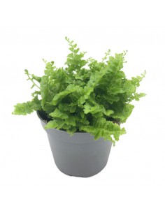 NEPHROLEPIS "Exaltata Fluffy Ruffle" diametro vaso 6 cm