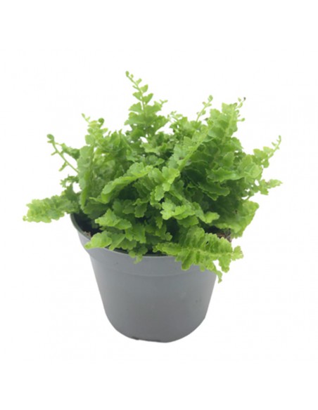 NEPHROLEPIS "Exaltata Fluffy Ruffle" diametro vaso 6 cm
