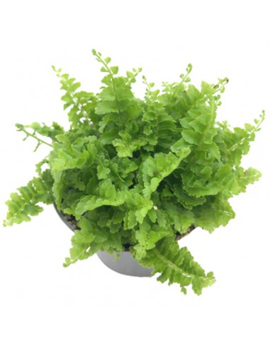 NEPHROLEPIS "Exaltata Fluffy Ruffle" diametro vaso 6 cm