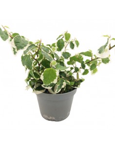 FICUS PUMILA "Green Sunny" diametro vaso 6 cm