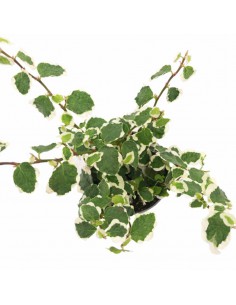 FICUS PUMILA "Green Sunny" diametro vaso 6 cm 2