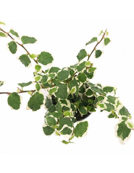 FICUS PUMILA "Green Sunny" diametro vaso 6 cm