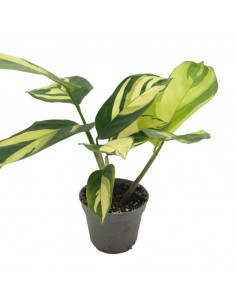 CTENANTHE PILOSA GOLDEN "MOSAIC" diametro vaso 6 cm