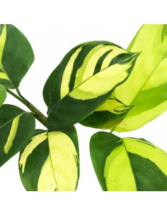 CTENANTHE PILOSA GOLDEN "MOSAIC" diametro vaso 6 cm 2