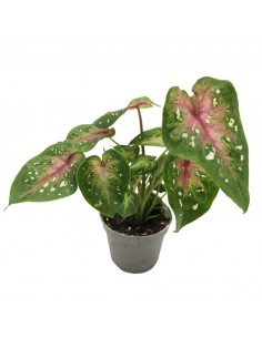 CALADIUM CASEY diametro vaso 6 cm