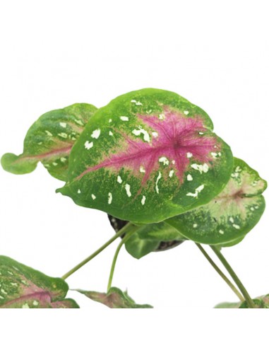 CALADIUM CASEY diametro vaso 6 cm