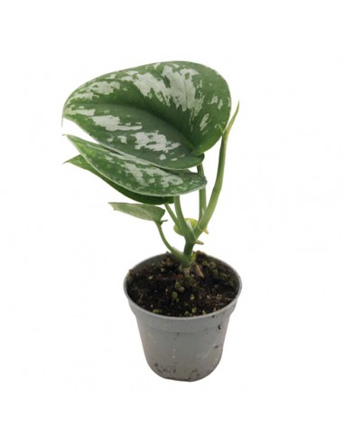 PHILODENDRON SCANDENS diametro vaso 6 cm