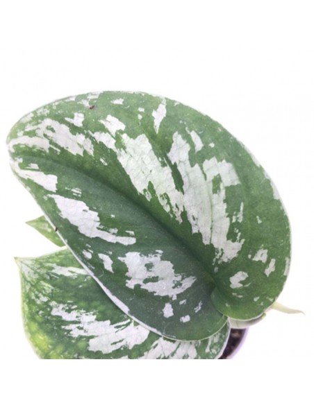 PHILODENDRON SCANDENS diametro vaso 6 cm