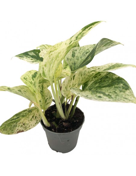 Pothos (EPIPREMNUM PINNATUM MARBLE QUEEN) v 6 cm