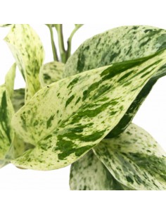 Pothos (EPIPREMNUM PINNATUM MARBLE QUEEN) v 6 cm 2