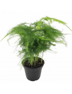 ASPARAGUS SETACEUS diametro vaso 7 cm